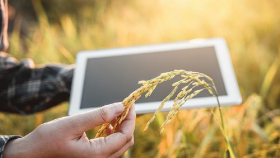 Учёные смогли вырастить пшеницу с повышенным содержанием белка